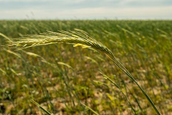 grass field