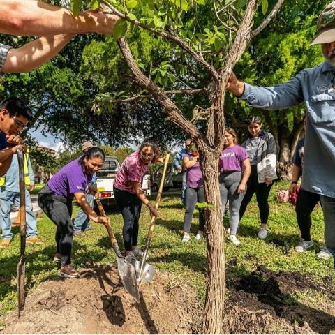 图为学生们正在植树